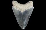 Serrated, Fossil Megalodon Tooth - Georgia #76479-1